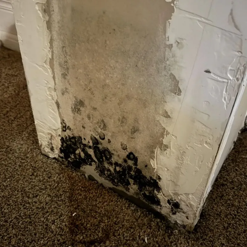 Professional Mold Removal in Sebastian County, AR